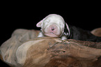 lying Old English Sheepdog Puppy