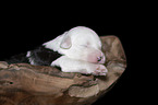 lying Old English Sheepdog Puppy