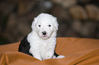 sitting Old English Sheepdog Puppy