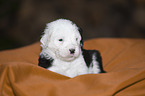 lying Old English Sheepdog Puppy