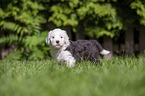 standing Old English Sheepdog Puppy