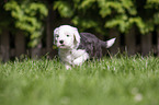 walking Old English Sheepdog Puppy