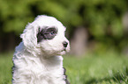 Old English Sheepdog Puppy portrait