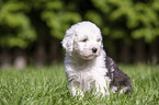 sitting Old English Sheepdog Puppy