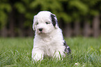 sitting Old English Sheepdog Puppy