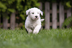 walking Old English Sheepdog Puppy