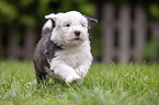 running Old English Sheepdog Puppy