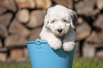 Old English Sheepdog Puppy in a bucket