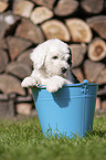 Old English Sheepdog Puppy in a bucket