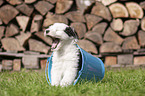 Old English Sheepdog Puppy in a bucket