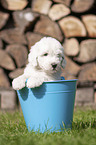 Old English Sheepdog Puppy in a bucket