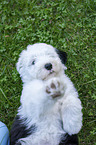 lying Old English Sheepdog Puppy