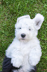 lying Old English Sheepdog Puppy