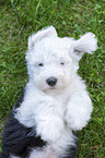lying Old English Sheepdog Puppy