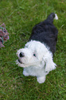 Old English Sheepdog Puppy