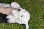 lying Old English Sheepdog Puppy