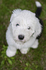 sitting Old English Sheepdog Puppy