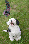 sitting Old English Sheepdog Puppy