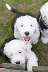 sitting Old English Sheepdog Puppies