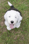 sitting Old English Sheepdog Puppy