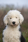 Old English Sheepdog Puppy portrait