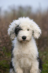 Old English Sheepdog Puppy