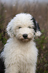 Old English Sheepdog Puppy portrait