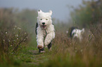 running Old English Sheepdog Puppies