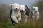 running Old English Sheepdog Puppies