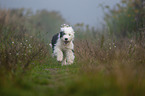 running Old English Sheepdog Puppy