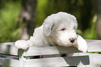 Old English Sheepdog Puppy in the box