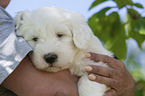 woman with Old English Sheepdog Puppy