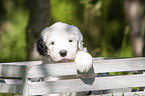 Old English Sheepdog Puppy in the box
