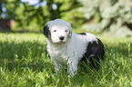 standing  Old English Sheepdog Puppy