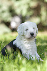 sitting Old English Sheepdog Puppy