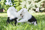 playing Old English Sheepdog Puppies