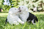 playing Old English Sheepdog Puppies