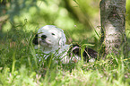 lying Old English Sheepdog Puppy