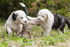 playing Old English Sheepdog Puppy