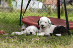 lying Old English Sheepdog Puppies