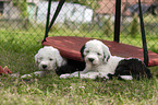 lying Old English Sheepdog Puppies