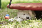 lying Old English Sheepdog Puppy