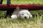 lying Old English Sheepdog Puppy
