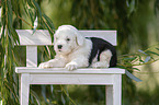 Old English Sheepdog Puppy