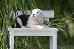 Old English Sheepdog Puppy