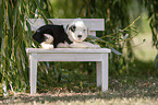 Old English Sheepdog Puppy