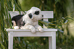 Old English Sheepdog Puppy