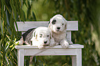 Old English Sheepdog Puppy