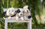 Old English Sheepdog Puppy