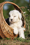 Old English Sheepdog Puppy in the basket